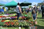 Tłumy ludzi odwiedzają Wiosnę Kwiatów w Łosiowie
