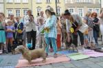 Parada Psów Rasy Mieszanej przeszła pod opolskim ratuszem