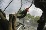 Papugi w opolskim zoo mają większą wolierę