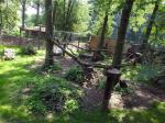 Z opolskiego zoo uciekł ryś. Został złapany po 30 minutach.