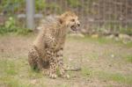 Kolejne gepardy urodziły się w opolskim zoo. Stanowią 2% światowej populacji.
