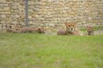 Kolejne gepardy urodziły się w opolskim zoo. Stanowią 2% światowej populacji.