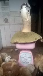 Bory Niemodlińskie pełne okazałych grzybów