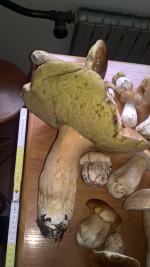 Bory Niemodlińskie pełne okazałych grzybów