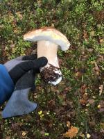 Opolskie lasy są pełne grzybów