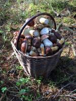 Opolskie lasy są pełne grzybów