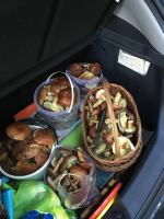 Opolskie lasy są pełne grzybów