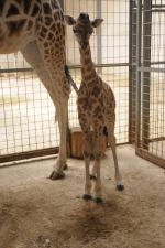 Żyrafa przyszła na świat w opolskim ZOO