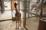 Żyrafa przyszła na świat w opolskim ZOO