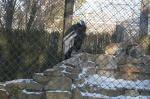 ZOO może być atrakcyjne również zimą