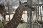 Nowa żyrafa przyszła na świat w opolskim ZOO