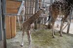 Nowa żyrafa przyszła na świat w opolskim ZOO