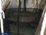 Plantacja marihuany w Opolu. CBŚP z Wrocławia w akcji