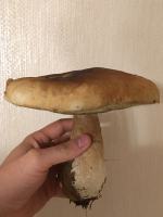 Pierwsze grzyby już są, ale na ich wysyp jeszcze poczekamy