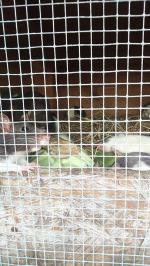 Pseudohodowla w Chróścicach. Fetor, upał i ścisk w klatkach