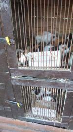 Pseudohodowla w Chróścicach. Fetor, upał i ścisk w klatkach