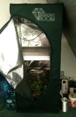 Hodował narkotyki w namiocie w domu