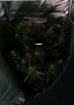 Hodował narkotyki w namiocie w domu