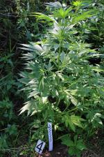 Marihuana na 1,5 metra. Zatrzymany mieszkaniec powiatu kluczborskiego