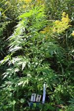 Marihuana na 1,5 metra. Zatrzymany mieszkaniec powiatu kluczborskiego