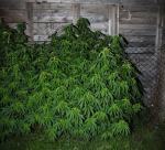 27-latek wpadł ze znaczną ilością narkotyków