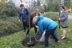 6 wiśni posadzono na Placu Wolności w Opolu.