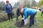 6 wiśni posadzono na Placu Wolności w Opolu.