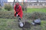 6 wiśni posadzono na Placu Wolności w Opolu.