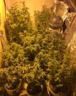 Był poszukiwany do odbycia kary, wpadł z plantacją marihuany na strychu