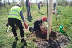Opolanie wspólnie sadzą drzewa przy kąpielisku Bolko