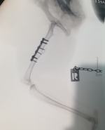 Kto strzela do zwierząt? Policja poszukuje sprawców bestialskich zabaw