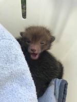 Młode liski utknęły w rowie melioracyjnym. Nocna akcja TOZ i strażaków