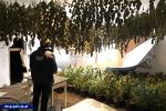 Współpraca CBŚP i policji czeskiej - zlikwidowane plantacje, zabezpieczona marihuana