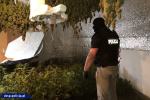 Współpraca CBŚP i policji czeskiej - zlikwidowane plantacje, zabezpieczona marihuana