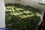 Współpraca CBŚP i policji czeskiej - zlikwidowane plantacje, zabezpieczona marihuana
