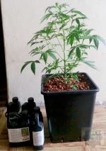 Pies do wykrywania narkotyków w akcji