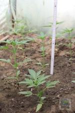 Ćwierć kilograma narkotyków w piwnicy, uprawa konopi w ogródku