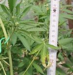 Ćwierć kilograma narkotyków w piwnicy, uprawa konopi w ogródku