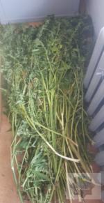 41-latek uprawiał konopie za domem