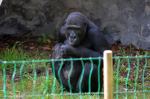 Goryle w opolskim zoo można oglądać już na wybiegu