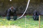 Goryle w opolskim zoo można oglądać już na wybiegu
