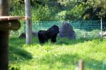 Goryle w opolskim zoo można oglądać już na wybiegu
