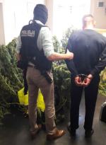 Zlikwidowana plantacja i 7 zarzutów