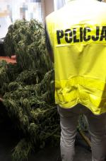 Zlikwidowana plantacja i 7 zarzutów