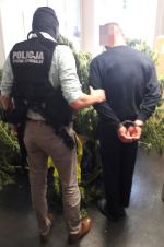 Zlikwidowana plantacja i 7 zarzutów