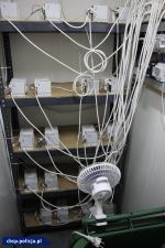 CBŚP zlikwidowało trzy duże plantacje konopi 