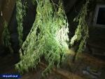 CBŚP zlikwidowało trzy duże plantacje konopi 