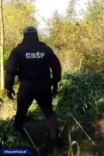 CBŚP zlikwidowało trzy duże plantacje konopi 