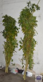 W Byczynie policja zlikwidowała imponującą plantację konopi