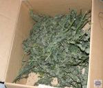 W Byczynie policja zlikwidowała imponującą plantację konopi